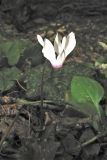 Cyclamen rhodium. Цветок. Греция, о. Родос, долина Петалудес (Долина бабочек), широколиственный ликвидамбаровый лес. 6 мая 2011 г.