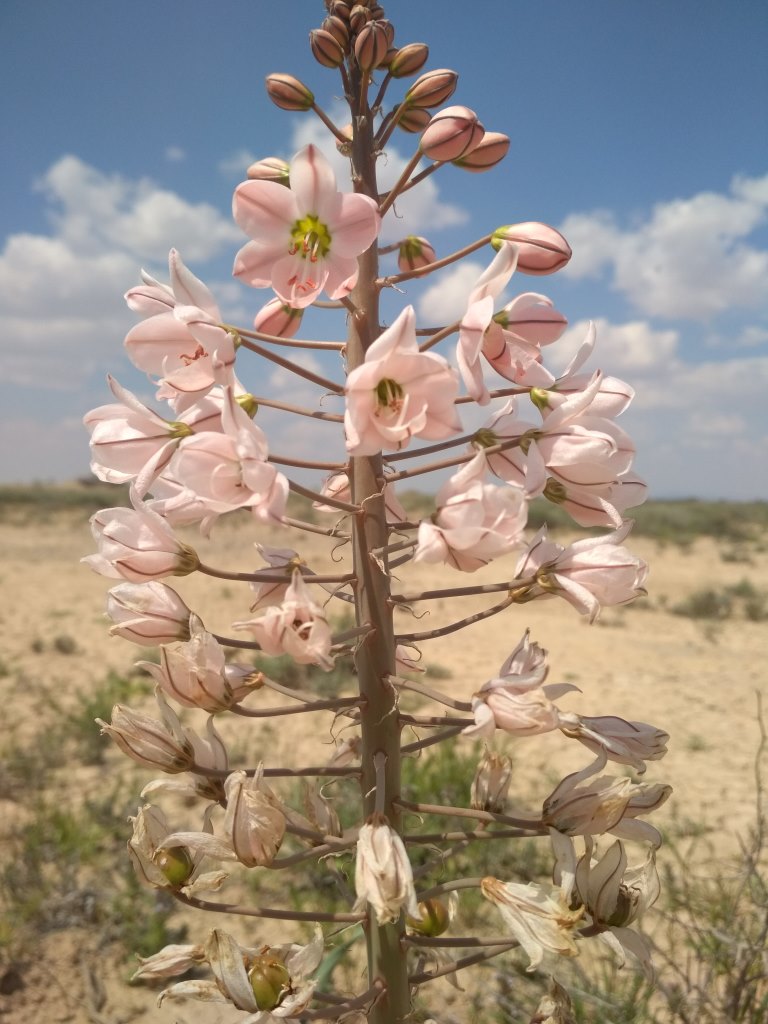 Image of Eremurus korolkowii specimen.