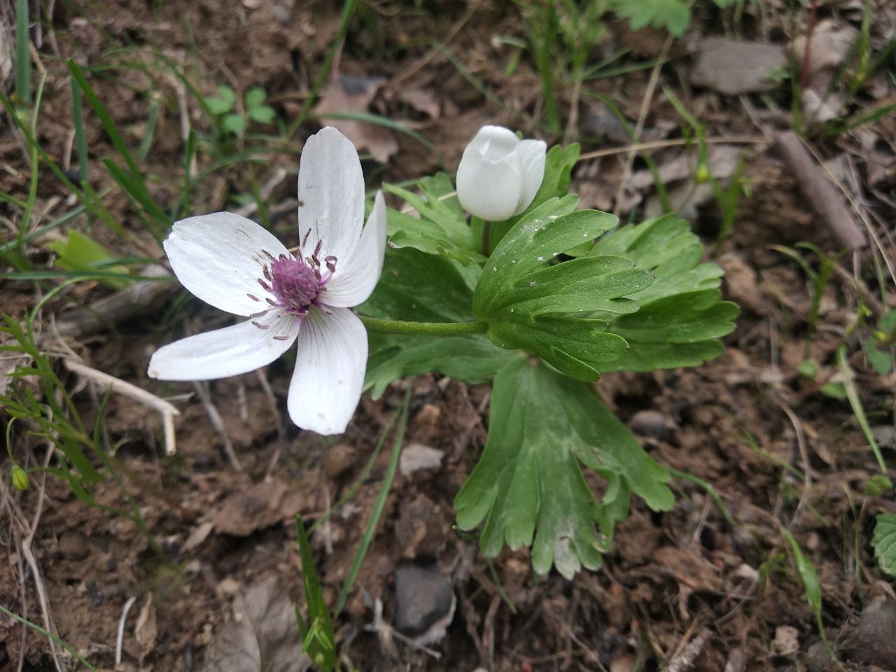 Image of Anemone tschernaewii specimen.