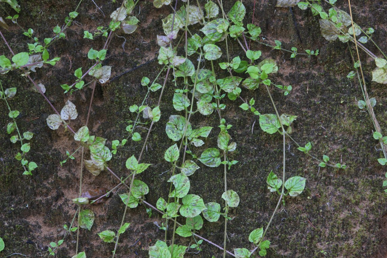 Image of Myosoton aquaticum specimen.