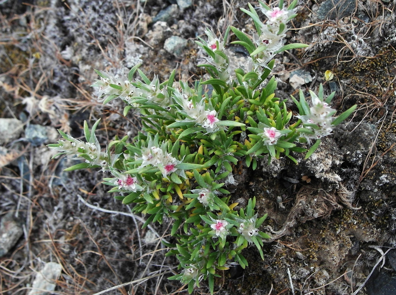 Изображение особи Polygonum paronychioides.