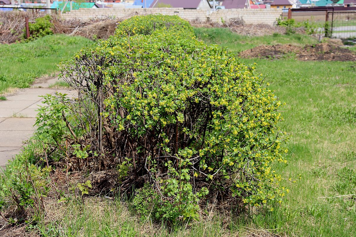 Image of Ribes aureum specimen.