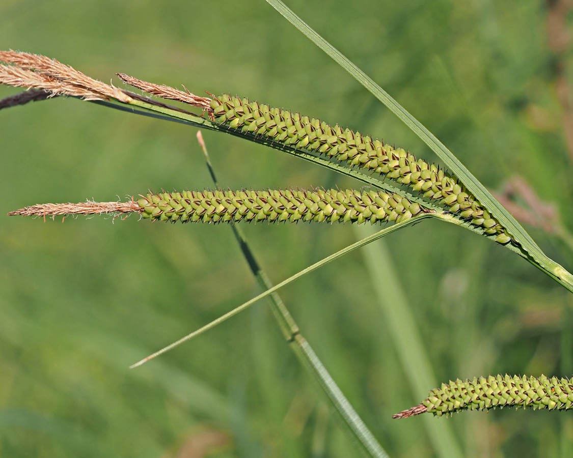 Изображение особи Carex acuta.