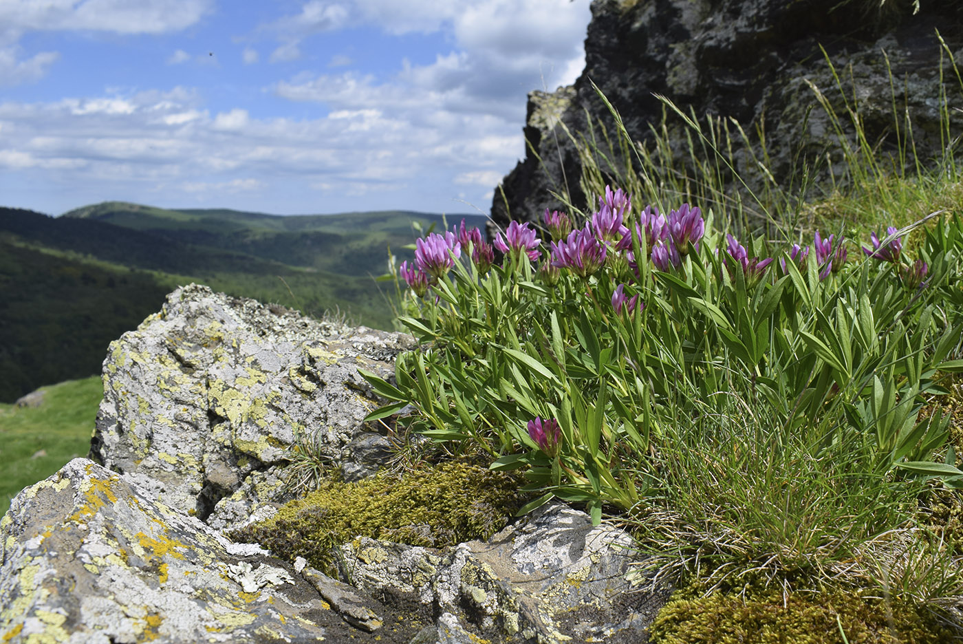 Изображение особи Trifolium alpinum.