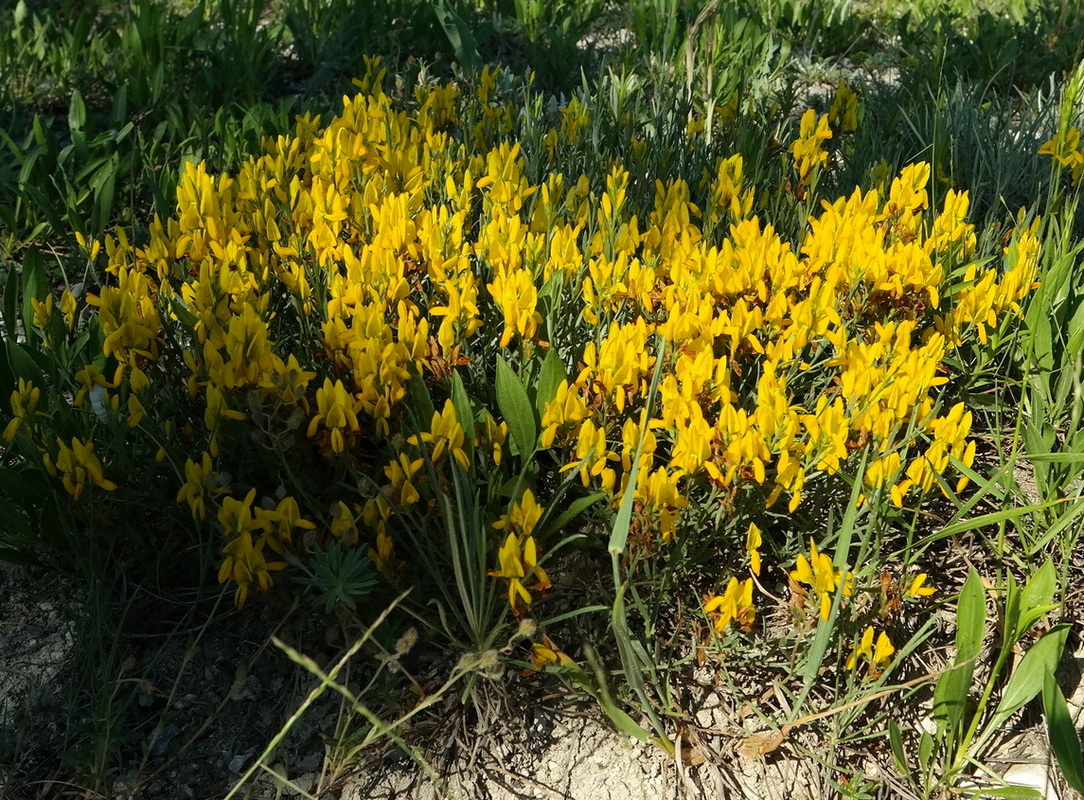 Изображение особи Genista taurica.