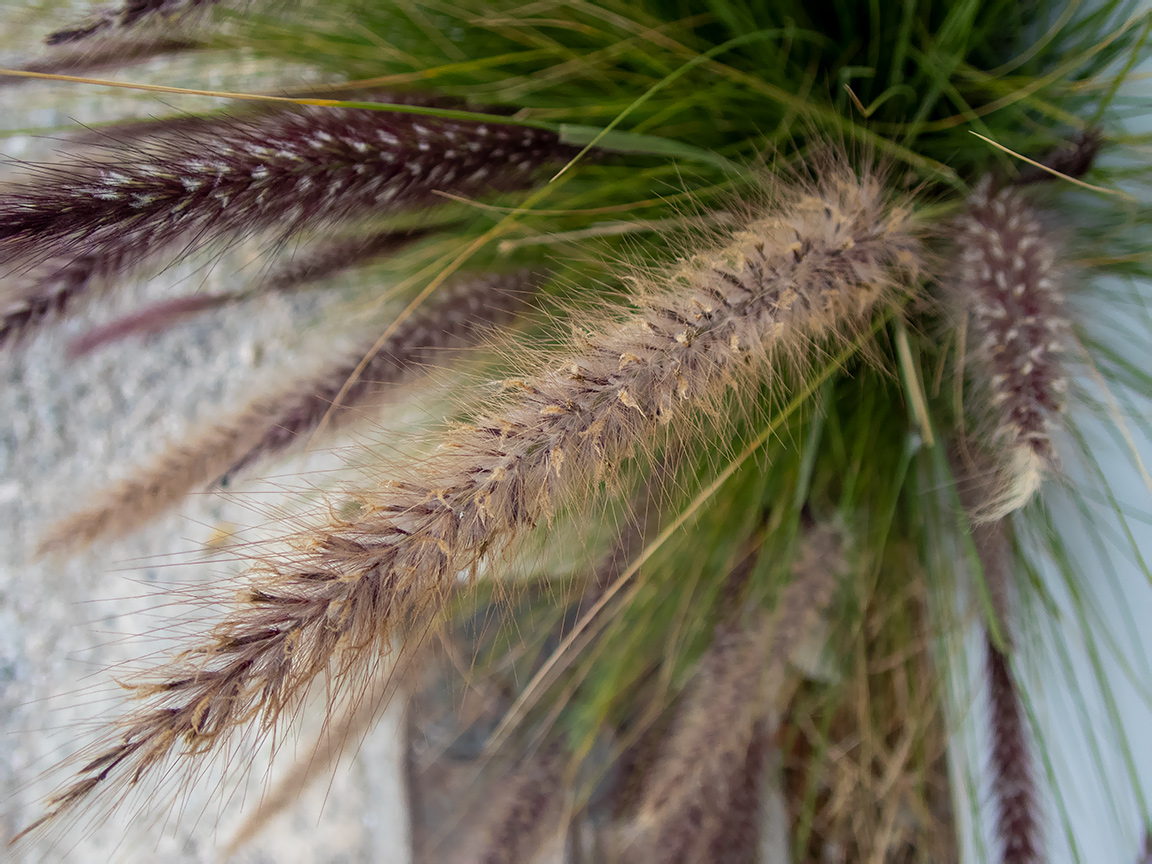 Изображение особи Pennisetum setaceum.