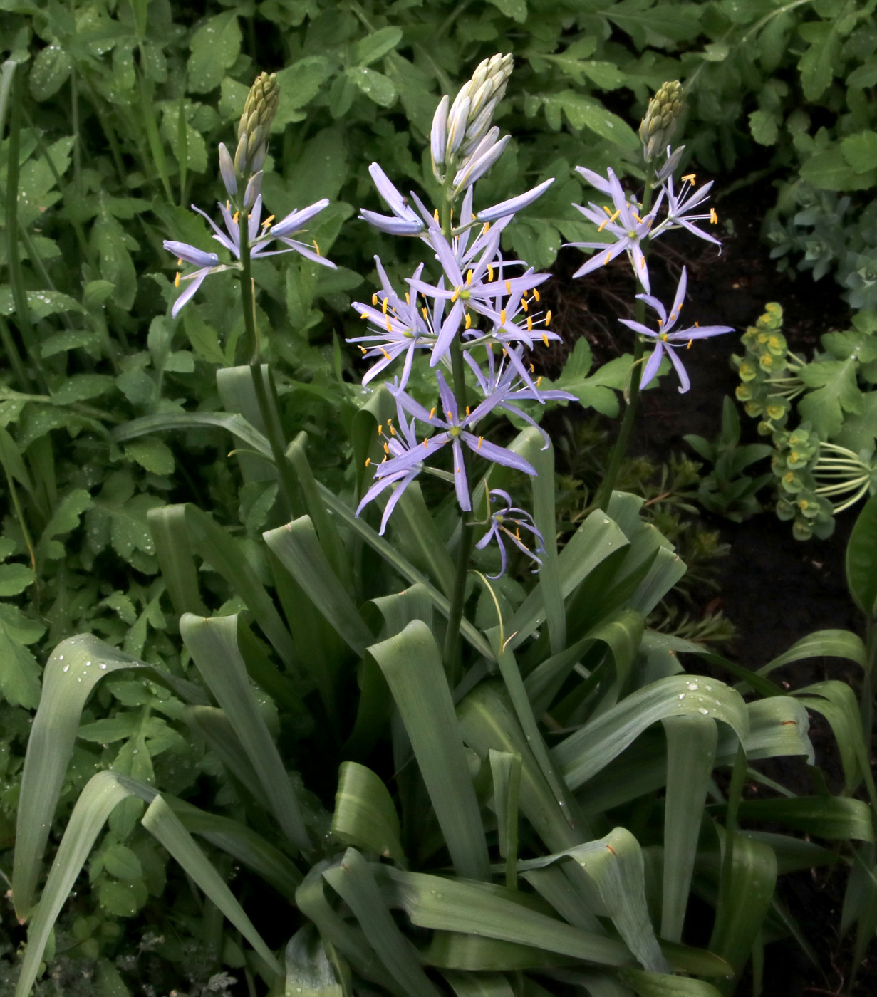 Image of Camassia quamash specimen.