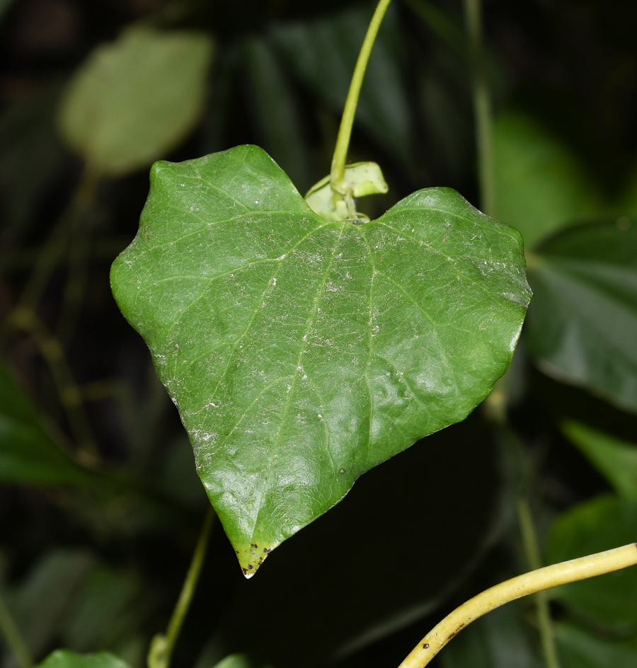 Image of Aristolochia gigantea specimen.