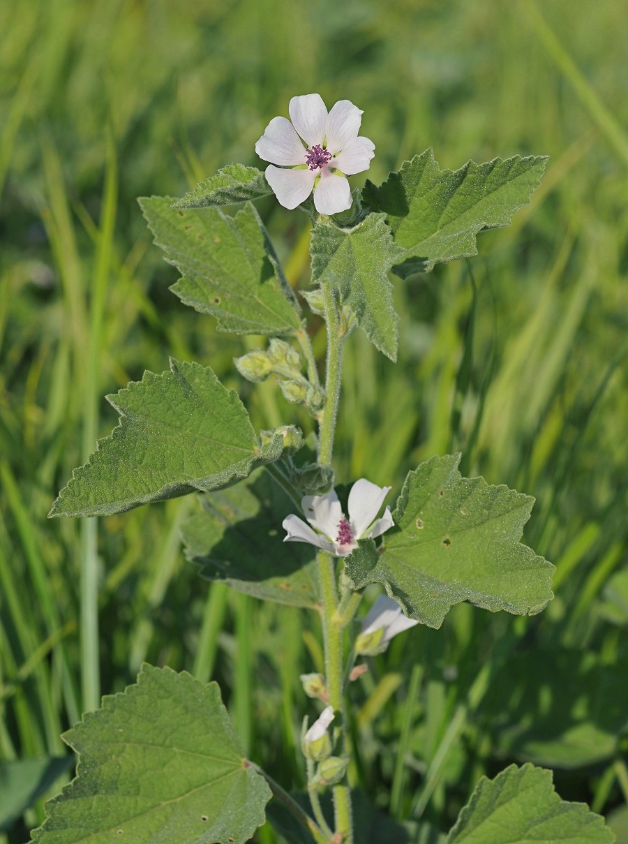 Image of Althaea officinalis specimen.