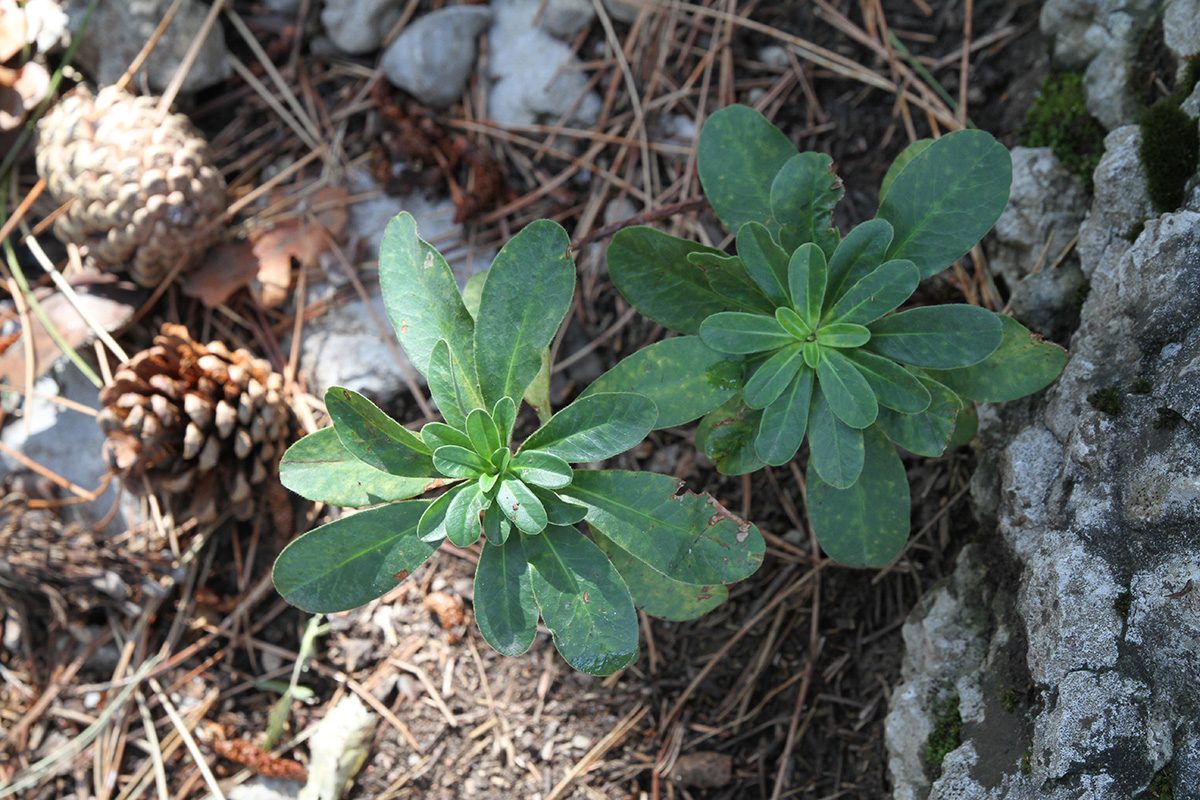 Image of Euphorbia amygdaloides specimen.