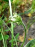 Astragalus contortuplicatus