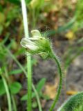 Image of taxon representative. Author is Александр Эбель