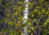 Betula pendula. Верхушка ветви с мужскими соцветиями. Самарская обл., Жигулёвский заповедник, гора Стрельная, опушка лиственного леса. 02.05.2021.