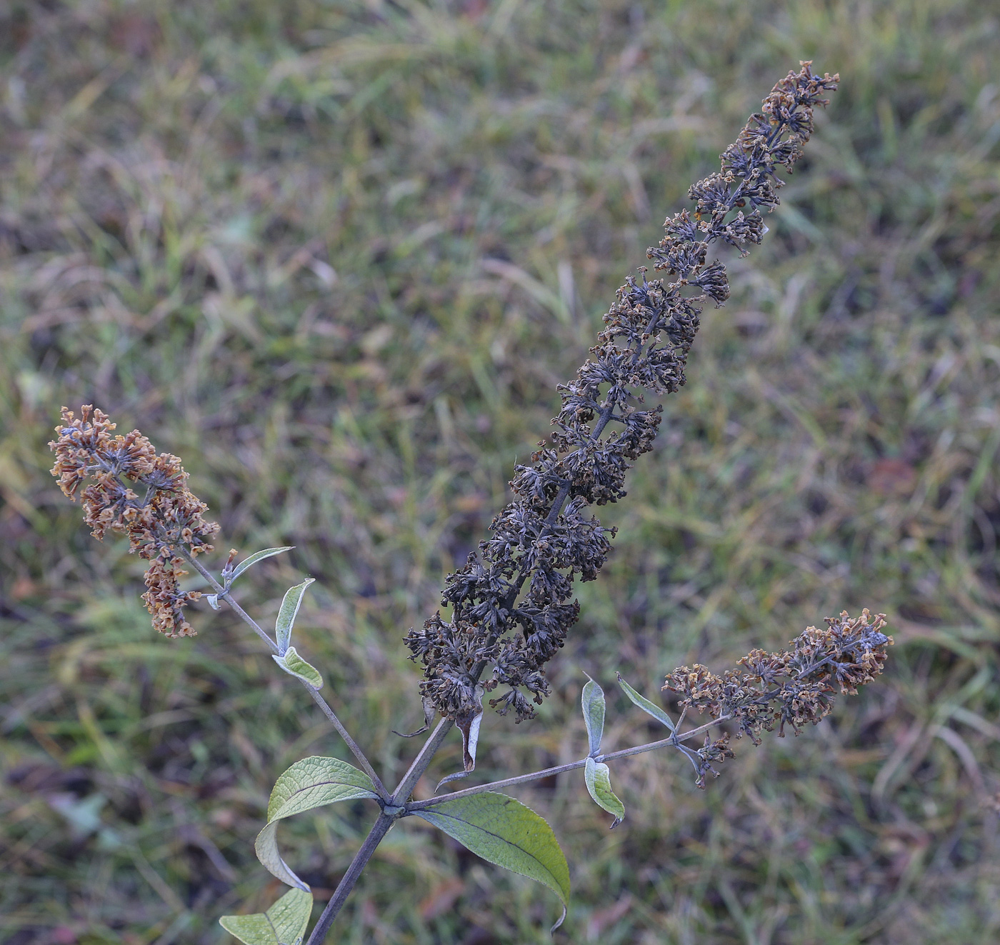 Изображение особи Buddleja davidii.