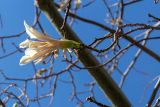 Ceiba insignis. Верхушка ветки с цветком. Израиль, г. Бат-Ям, в культуре. 09.11.2021.