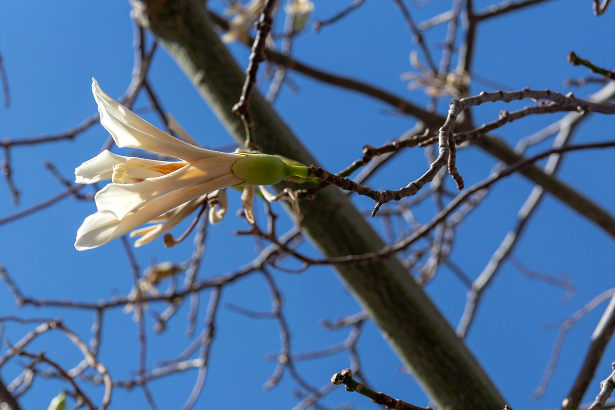 Изображение особи Ceiba insignis.