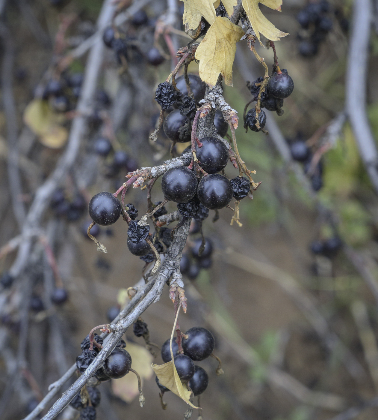 Image of Ribes aureum specimen.