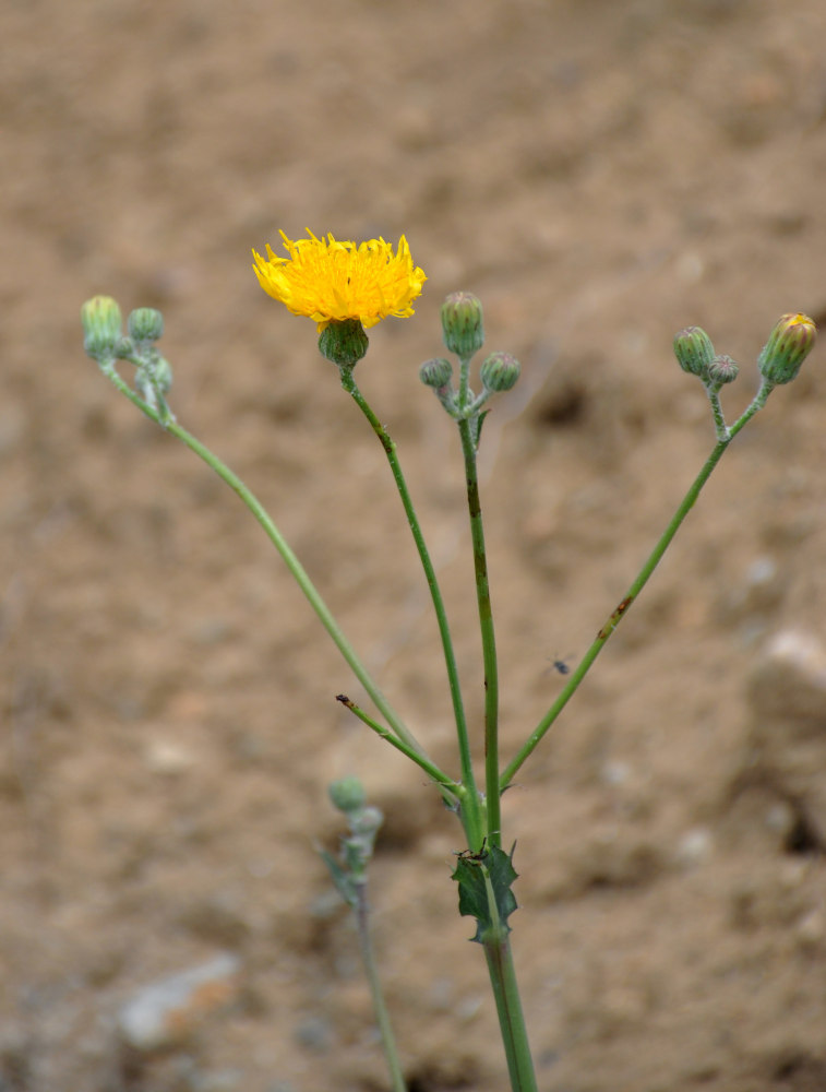 Изображение особи Sonchus arvensis.