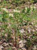 Trifolium spryginii