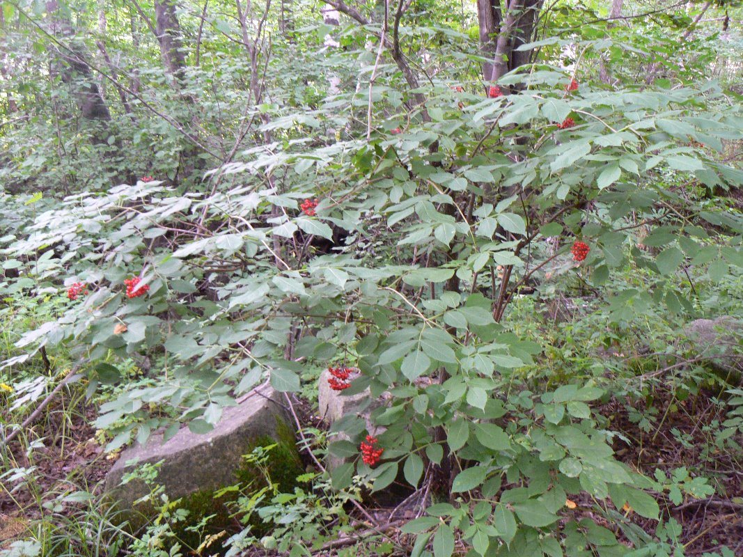 Изображение особи Sambucus racemosa.