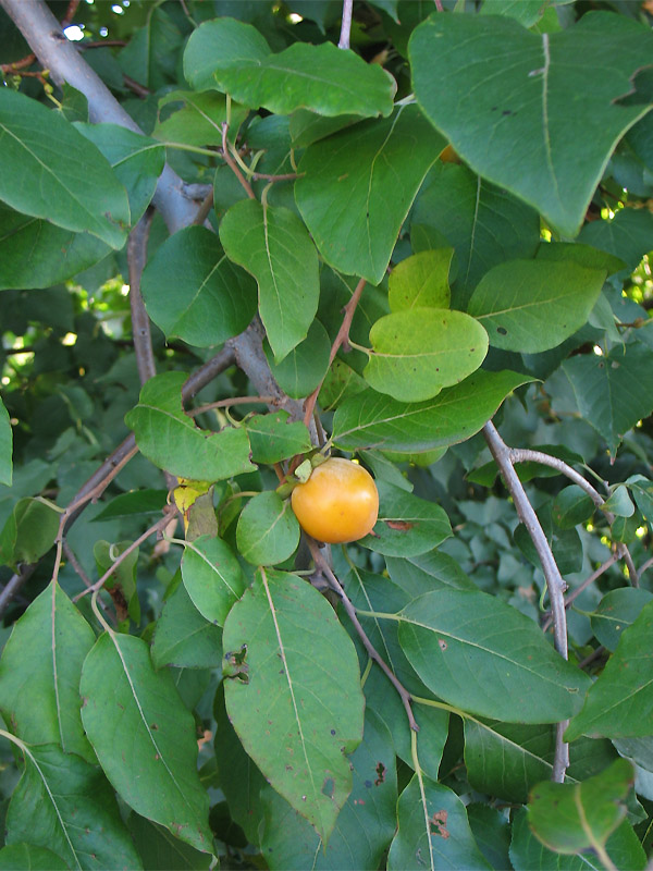 Image of Diospyros virginiana specimen.
