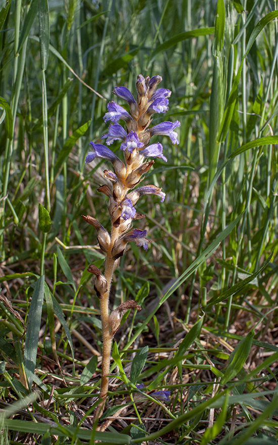 Image of genus Phelipanche specimen.