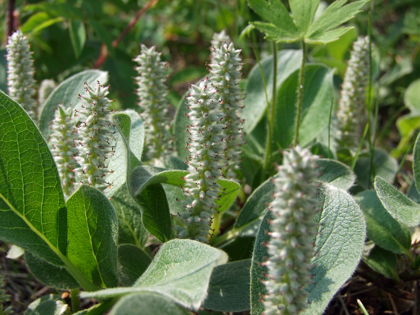 Image of Salix crassijulis specimen.