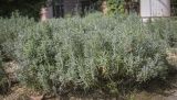 Lavandula angustifolia