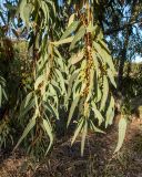 Eucalyptus camaldulensis