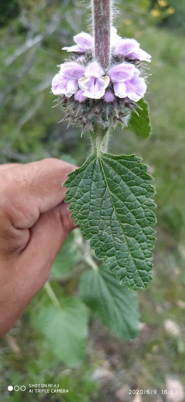 Image of Phlomoides ostrowskiana specimen.