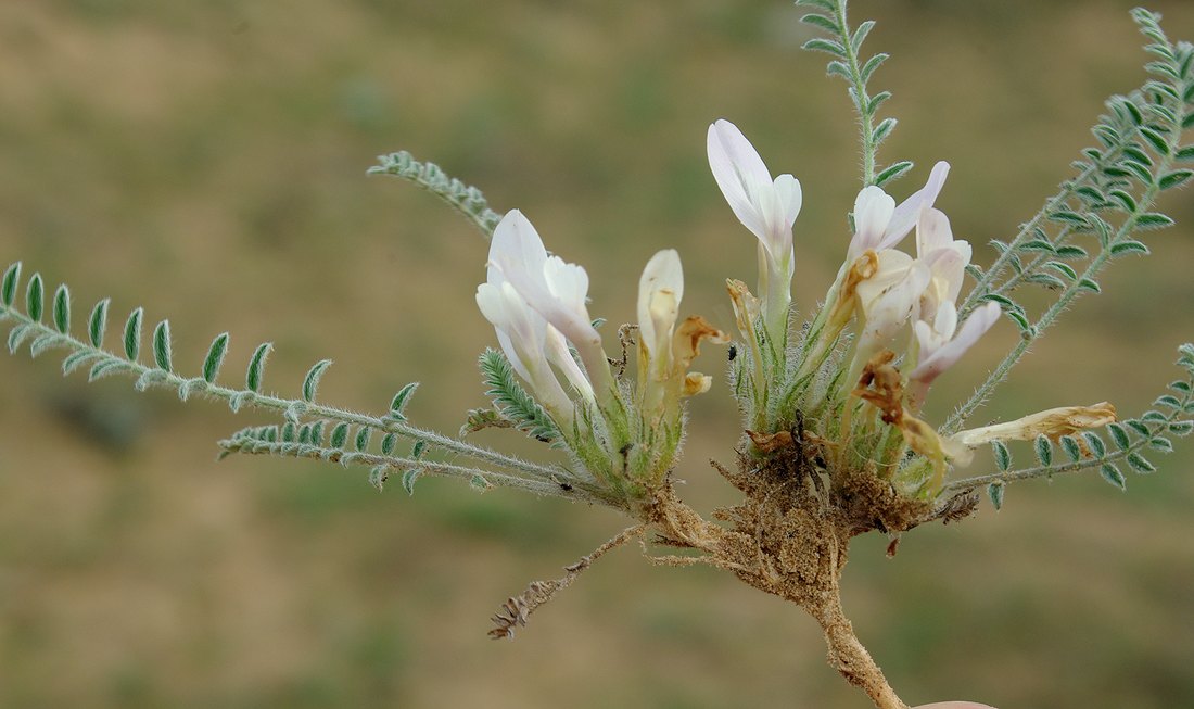 Image of Astragalus dolichophyllus specimen.