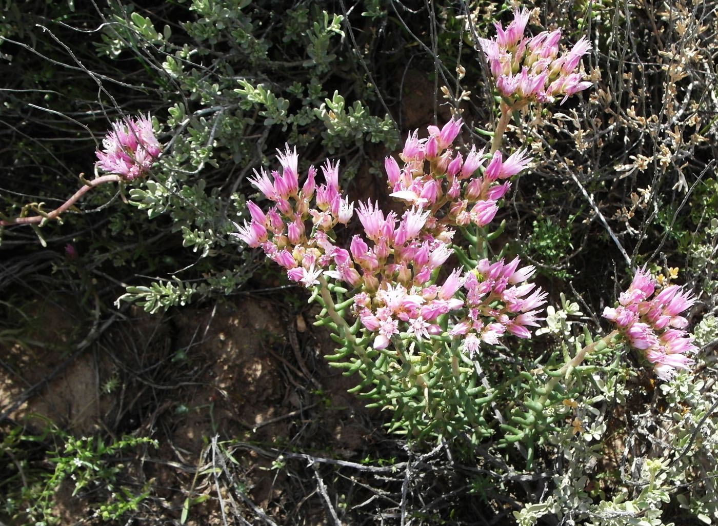 Изображение особи Pseudosedum lievenii.