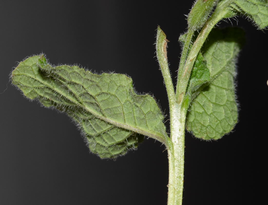 Image of Symphytum brachycalyx specimen.