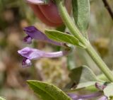 Scutellaria brevibracteata