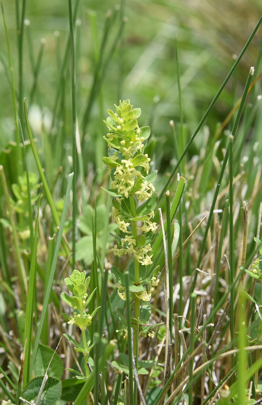 Изображение особи Cruciata glabra.