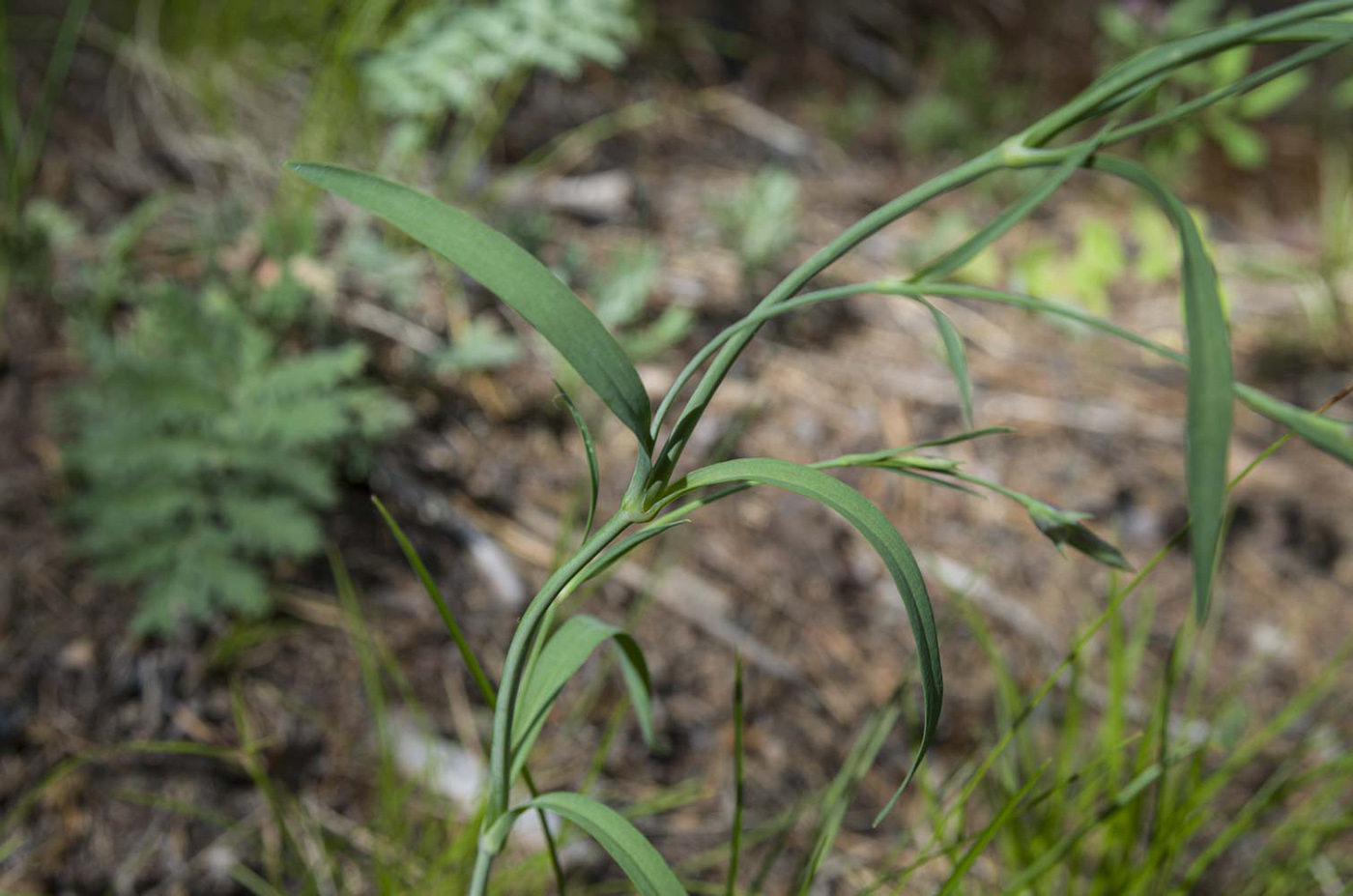 Изображение особи Dianthus superbus.