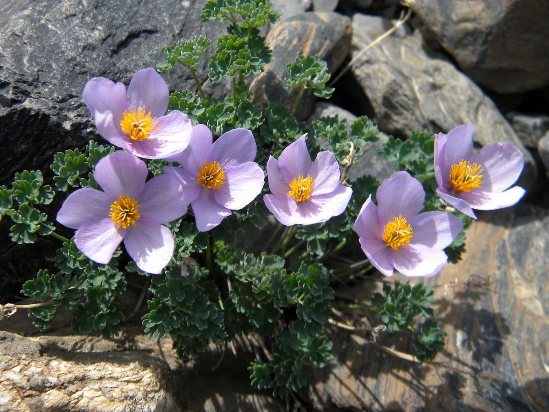 Image of Paraquilegia anemonoides specimen.