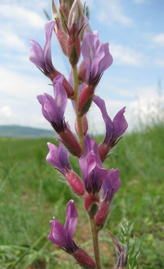 Image of Oxytropis myriophylla specimen.