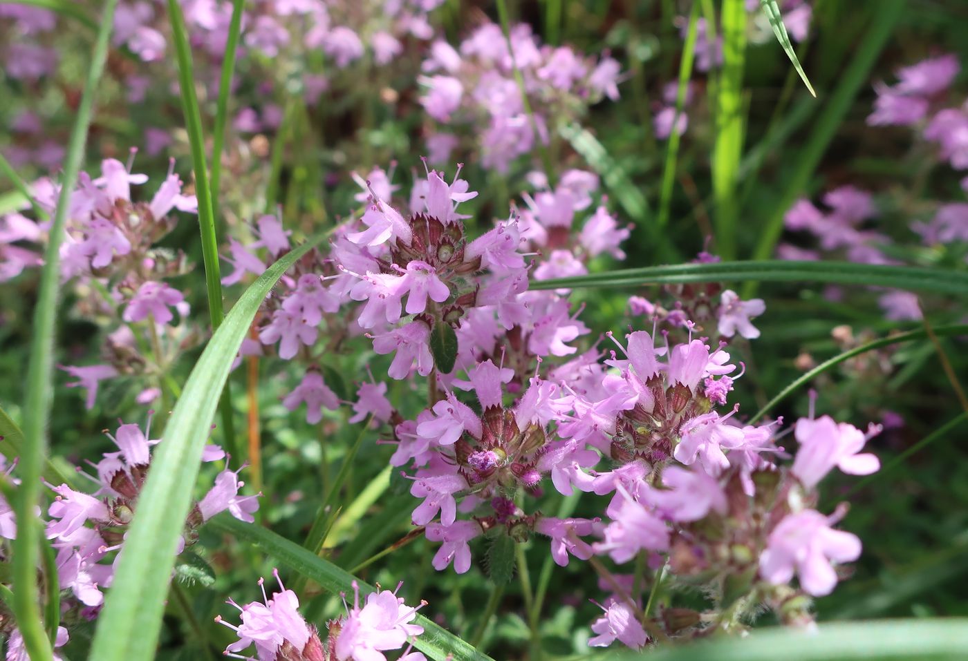 Изображение особи род Thymus.