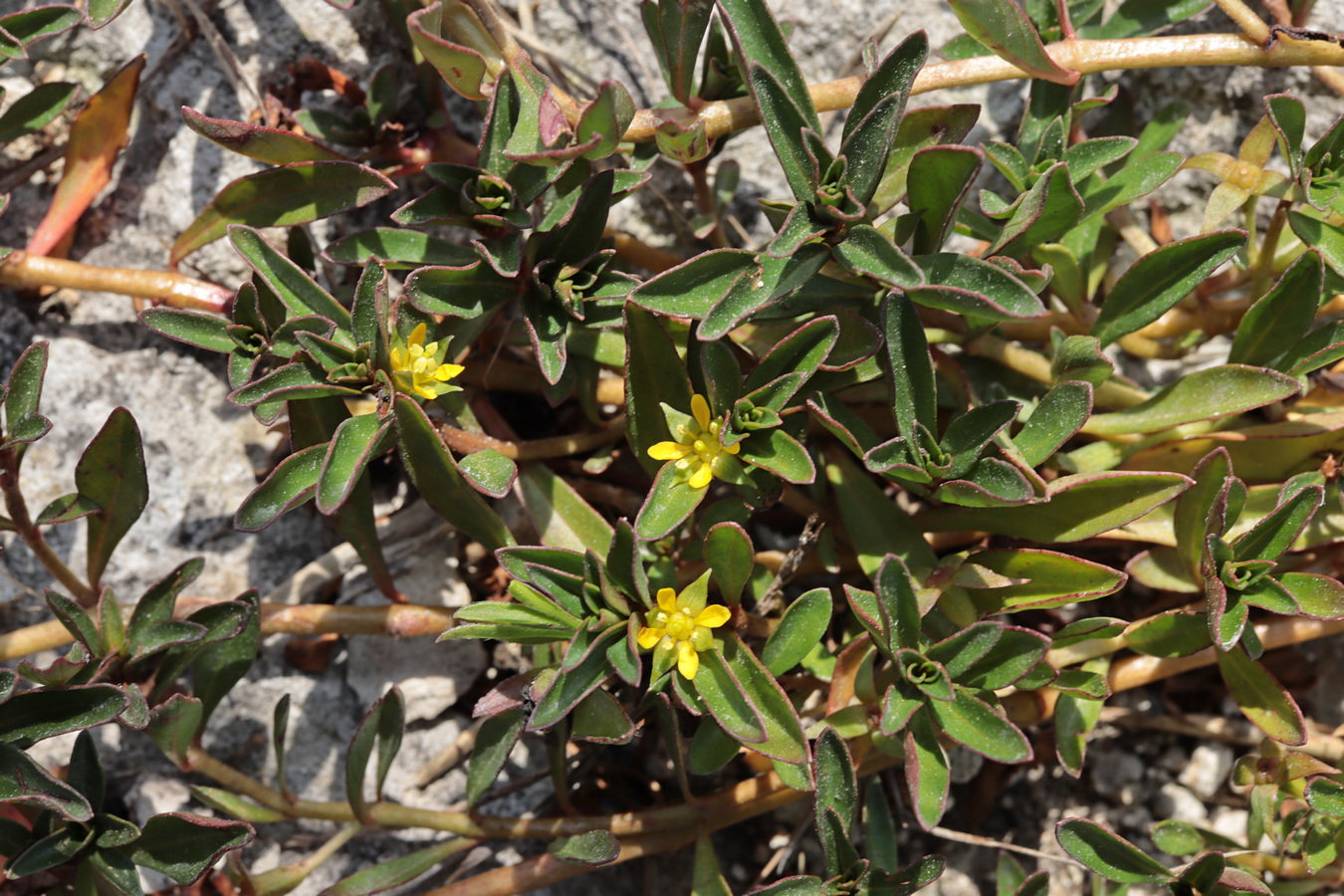 Изображение особи Ludwigia brevipes.