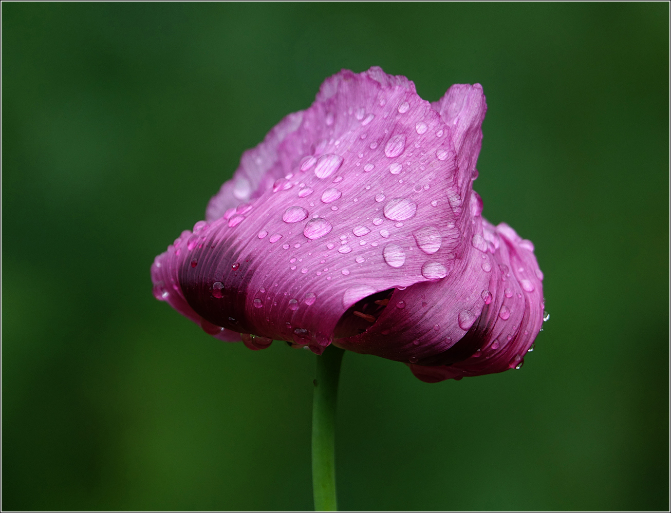 Image of Papaver somniferum specimen.