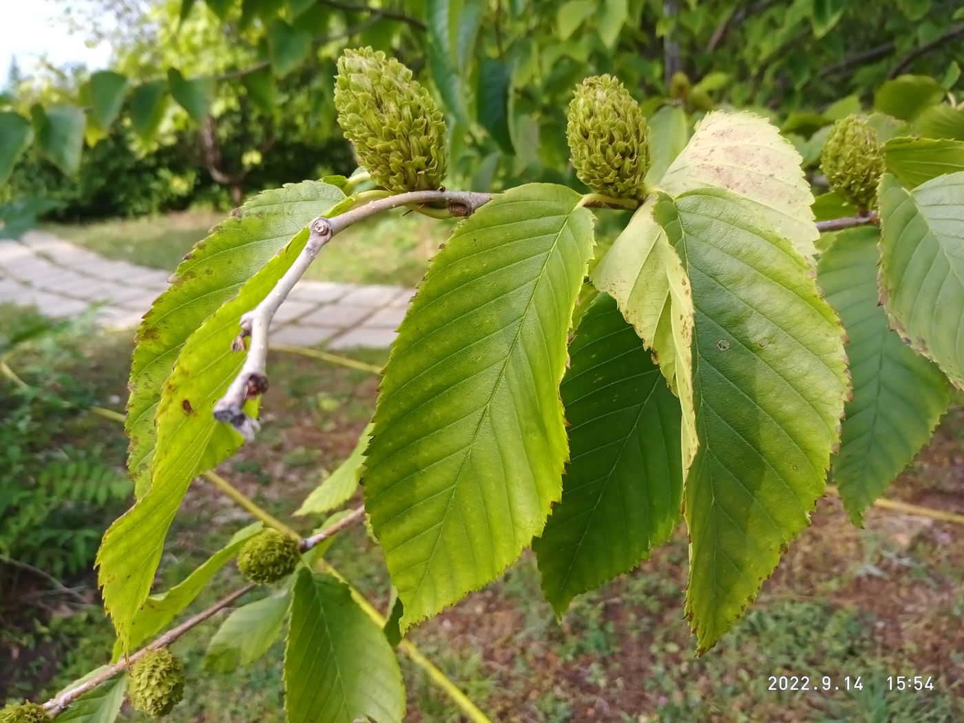Image of Betula lenta specimen.