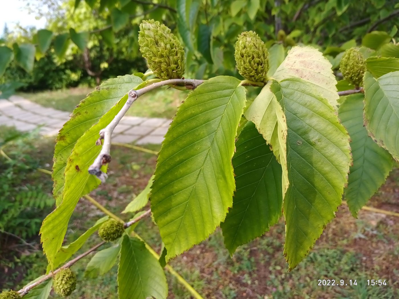 Изображение особи Betula lenta.