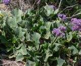 Limonium bourgeaui