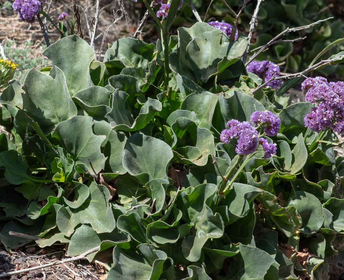 Image of Limonium bourgeaui specimen.