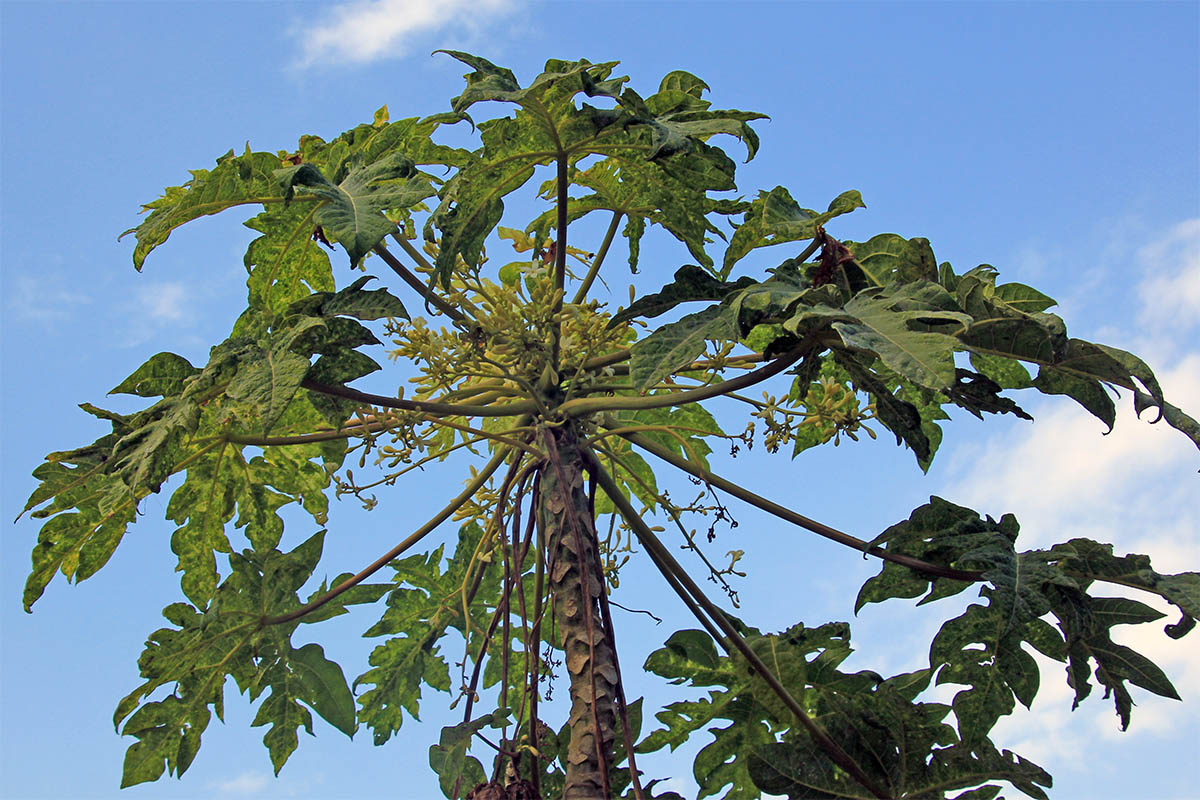 Image of Carica papaya specimen.