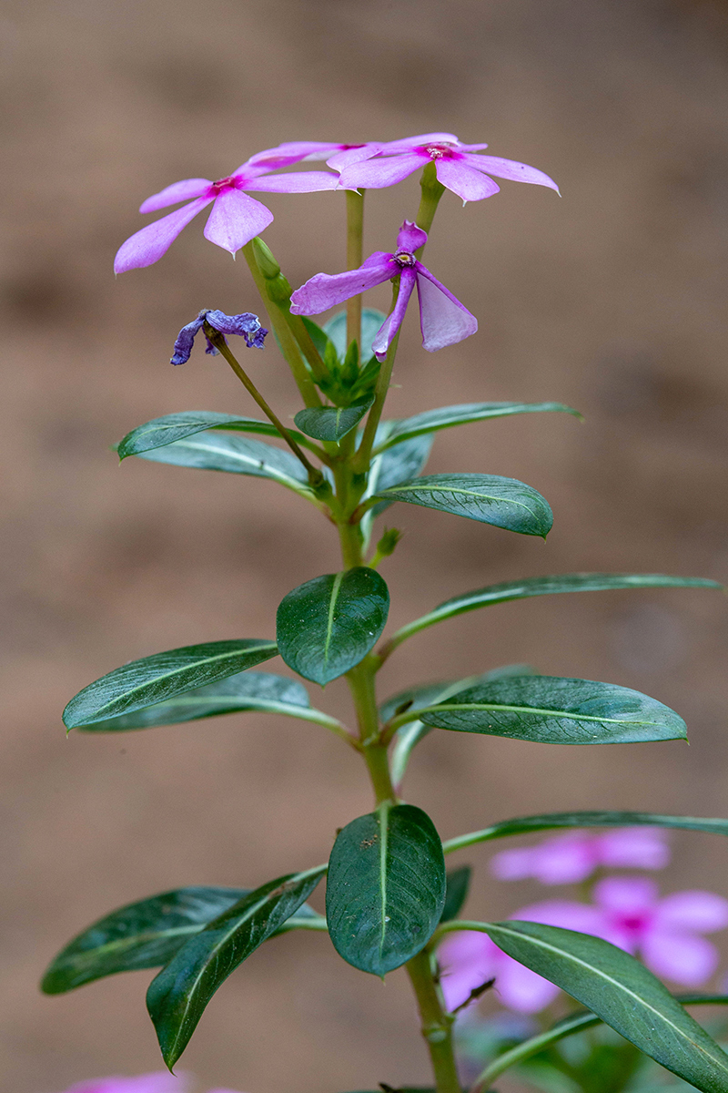 Изображение особи Catharanthus roseus.