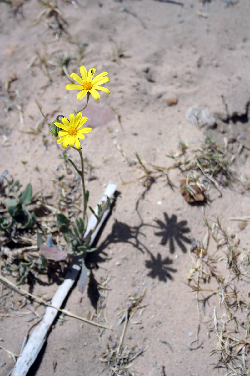 Изображение особи семейство Asteraceae.