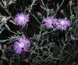 genus Centaurea. Верхушка растения с соцветиями. Воронежская обл., Бобровский р-н, с. Тройня, разнотравный луг. 12.08.2022.