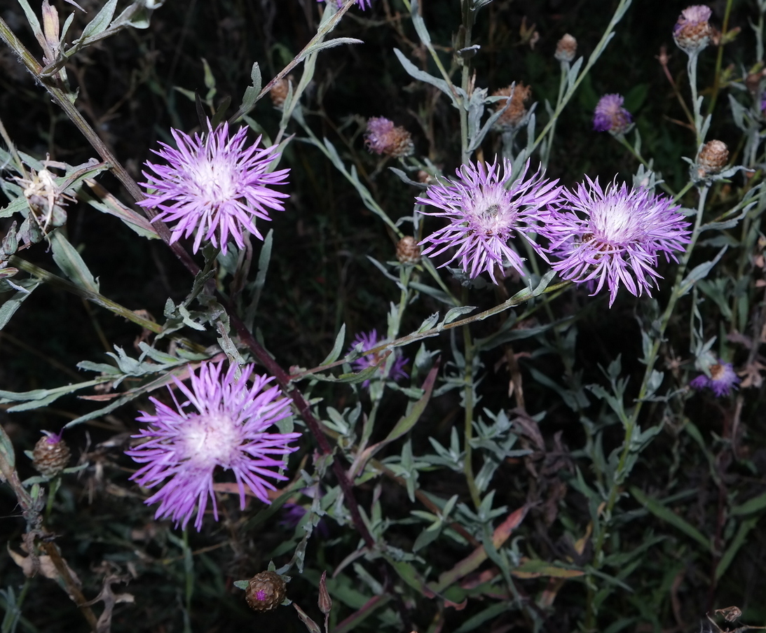 Изображение особи род Centaurea.